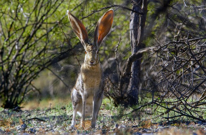 Hasen und Kaninchen - Dickes Fell und flotte Pfoten - Filmfotos