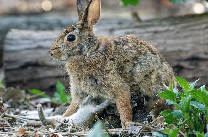 Hasen und Kaninchen - Dickes Fell und flotte Pfoten - Filmfotók