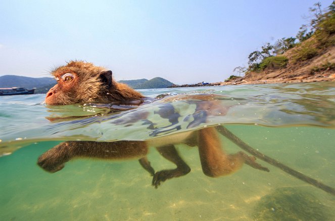Monkey (R)Evolution - Thailand's Diving Macaques - Photos