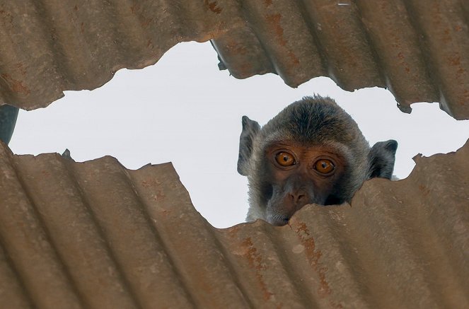 Affen in Thailand - Von wegen wasserscheu! - Filmfotos