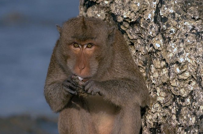 Opičí (r)evoluce - Z filmu