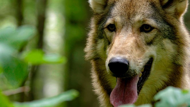 Karawankenbär - Auf den Spuren eines Grenzgängers - Kuvat elokuvasta