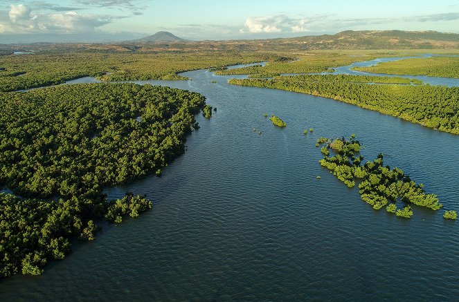 La Vie secrète des mangroves - Madagascar, la forêt aux esprits - De filmes