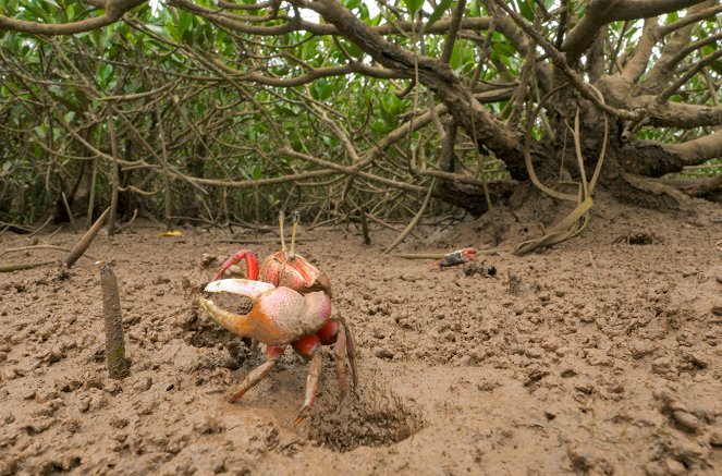 La Vie secrète des mangroves - Vietnam, le temps de la renaissance - De la película
