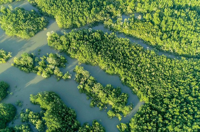 Tajemný život v mangrovech - Vietnam: Znovuzrození lesa - Z filmu