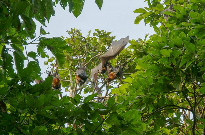 Tajemný život v mangrovech - Vietnam: Znovuzrození lesa - Z filmu