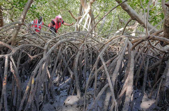 La Vie secrète des mangroves - Sénégal, les pieds dans le sel - Film