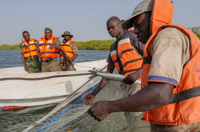 La Vie secrète des mangroves - Sénégal, les pieds dans le sel - Z filmu