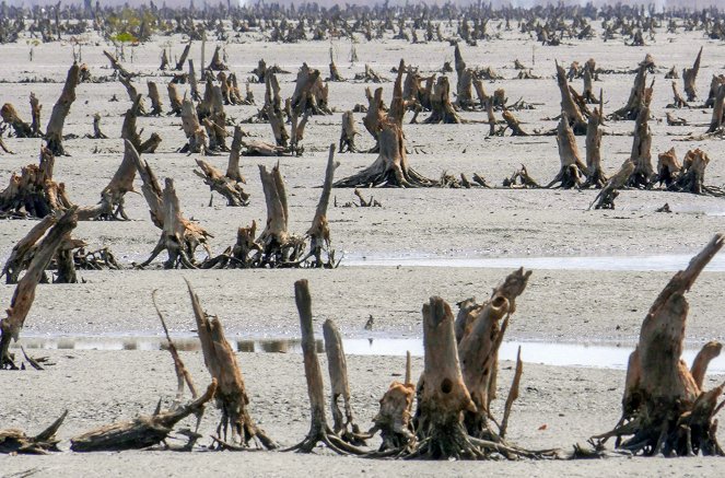 La Vie secrète des mangroves - Sénégal, les pieds dans le sel - Van film