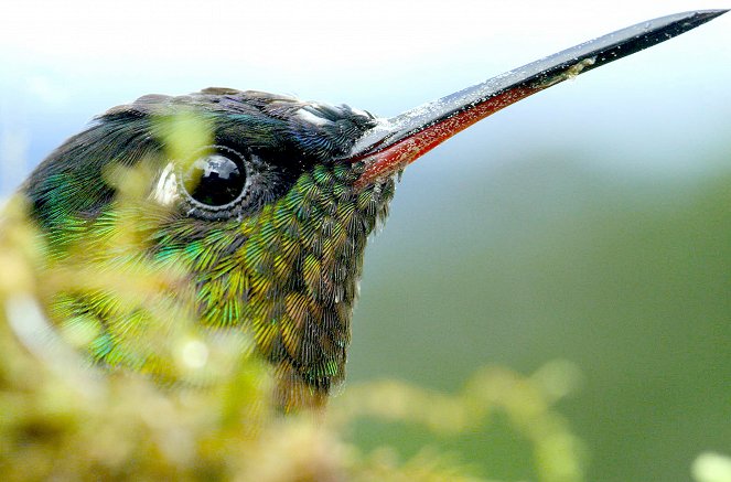 Costa Rica : Le réveil de la nature - La Renaissance de la forêt sèche - Van film