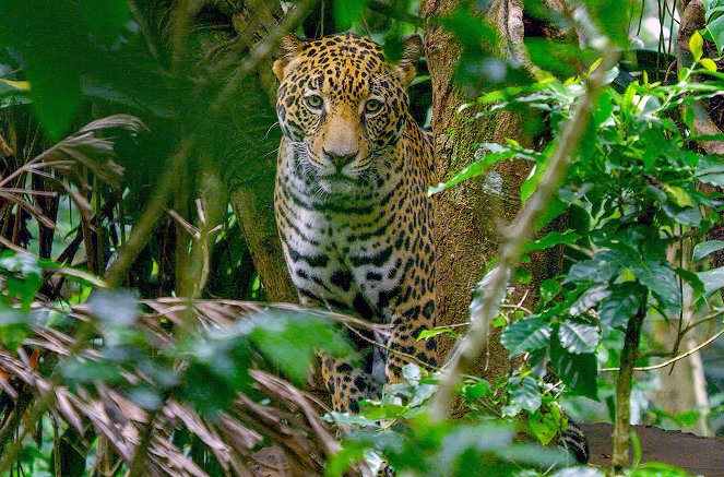 Costa Rica : Le réveil de la nature - Le Retour des animaux - Film