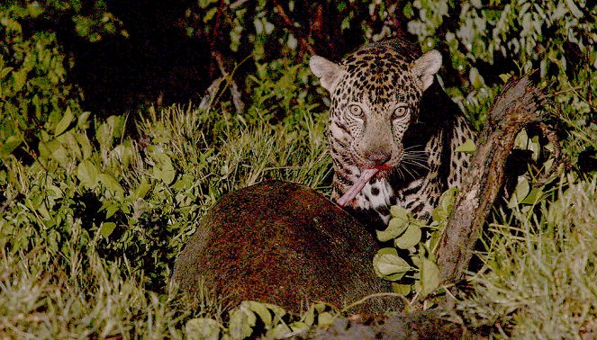 Costa Rica : Le réveil de la nature - Le Retour des animaux - Z filmu