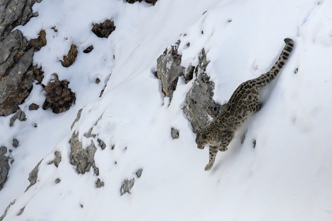 Universum: Im Tal der Schneeleoparden - Filmfotos