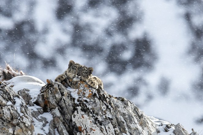 Universum: Im Tal der Schneeleoparden - Filmfotos