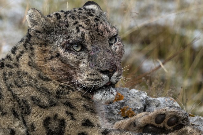 The Frozen Kingdom of the Snow Leopard - Photos