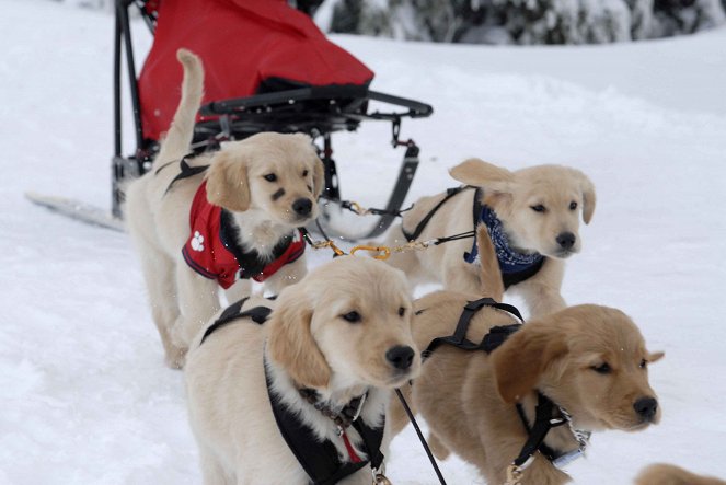 Snow Buddies - Abenteuer in Alaska - Filmfotos