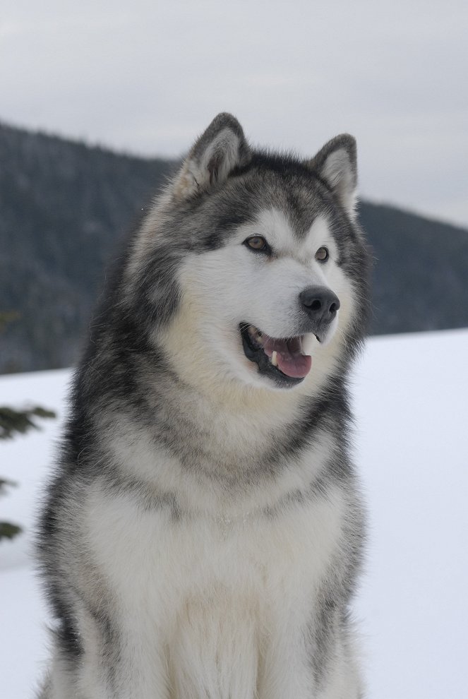 Snow Buddies - Abenteuer in Alaska - Filmfotos