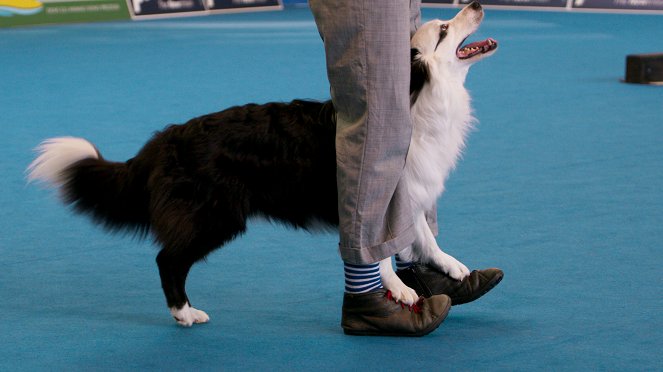 We Are the Champions - Dog Dancing - Photos