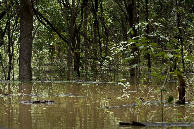 Terra Mater: Brasilien - Welt des Wassers - Z filmu