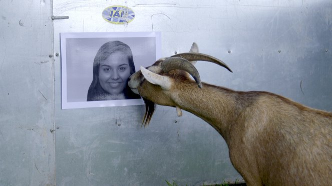 Smart as a Goat - Photos