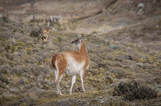 Pumas - In der Wildnis Patagoniens - Filmfotos