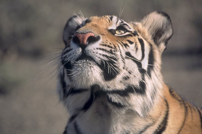 Living with Tigers - Photos