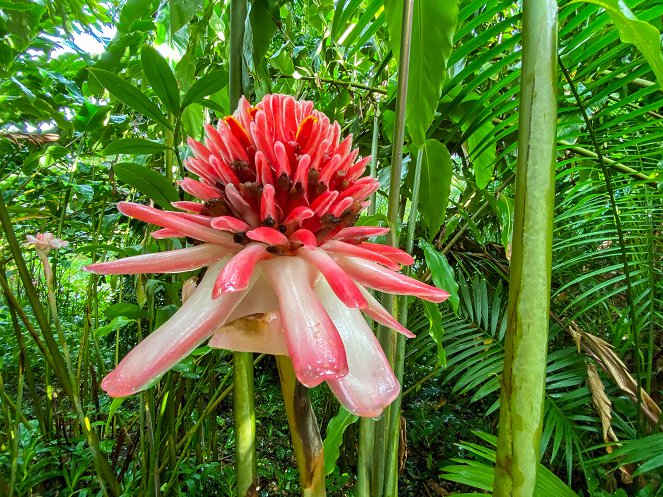 Karibische Gartenträume auf Guadeloupe - Auf Entdeckungsreise mit Biogärtner Karl Ploberger - Filmfotos