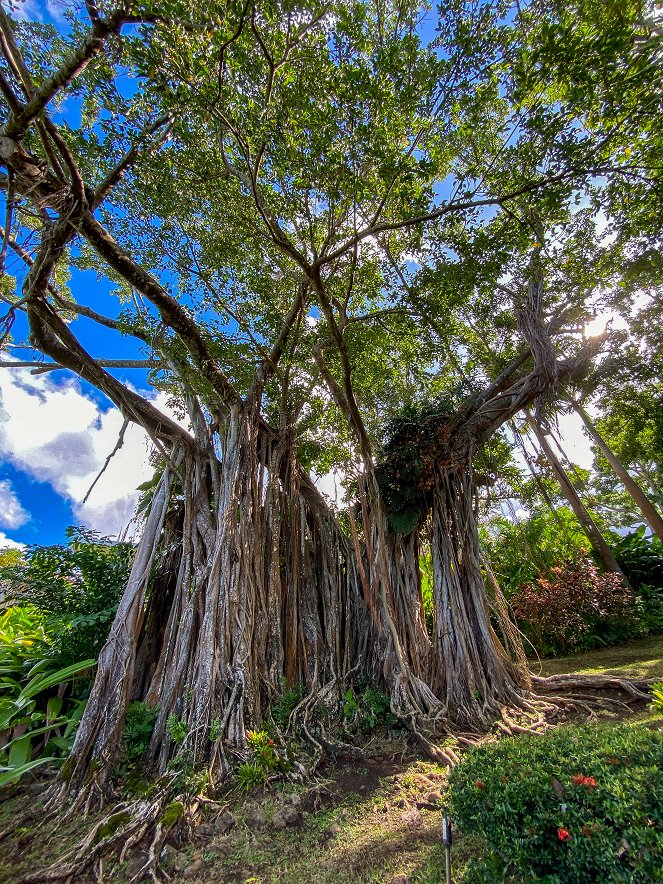 Karibische Gartenträume auf Guadeloupe - Auf Entdeckungsreise mit Biogärtner Karl Ploberger - Filmfotos