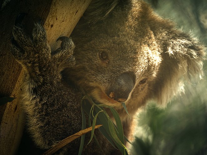 Bear - Koala Hero - Van film