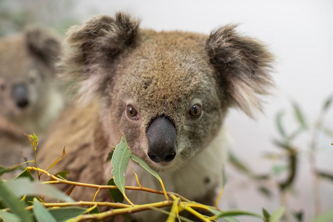 Bear - Koala Hero - Filmfotos
