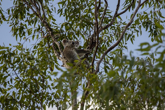 Bear - Koala Hero - Kuvat elokuvasta