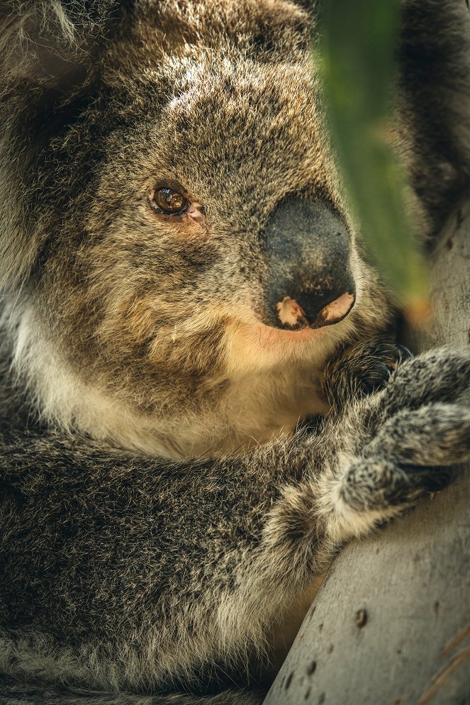 Bear, a koalamentő hős - Filmfotók