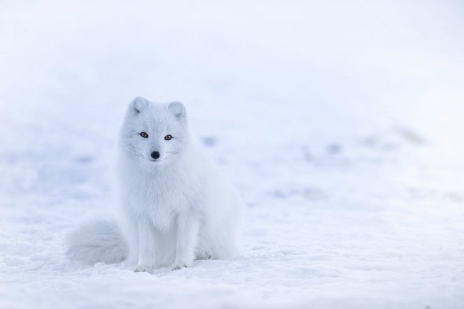 Snow Animals - Photos