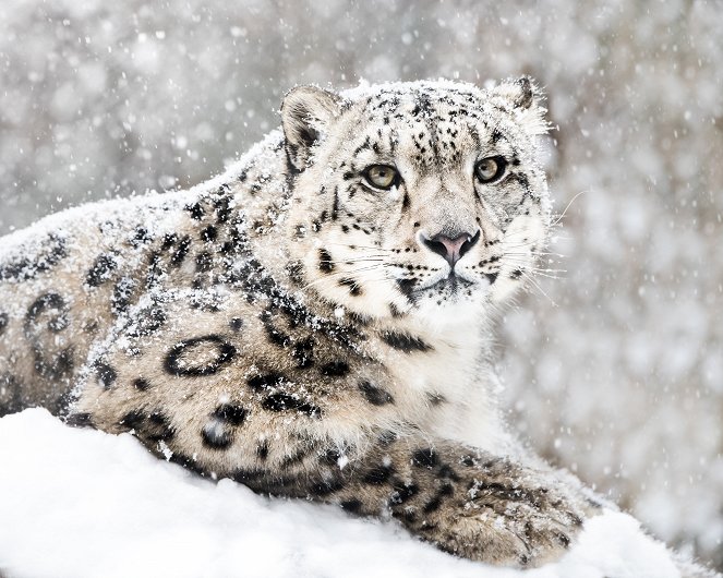 Snow Animals - Photos