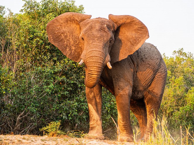 Die Viktoriafälle - Afrikas Garten Eden - Kuvat elokuvasta