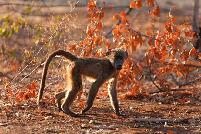 Die Viktoriafälle - Afrikas Garten Eden - De la película