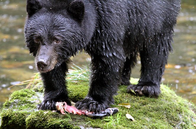 Der Wächter der Geisterbären - Kanadas heimliche Tradition - Filmfotos