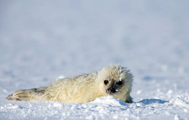 If Polar Bears Could Cry - Photos