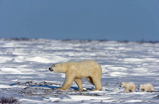 Eisbären können nicht weinen - Filmfotók