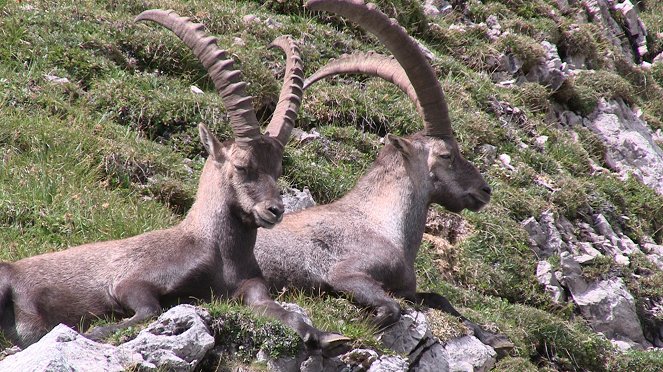 Steinböcke in den Allgäuer Bergen - Photos