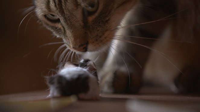 A Cat and Mouse Game - Photos