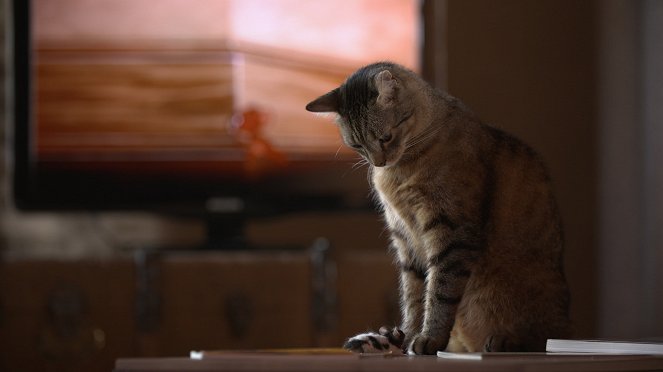 Le Jeu du chat et de la souris - Filmfotók