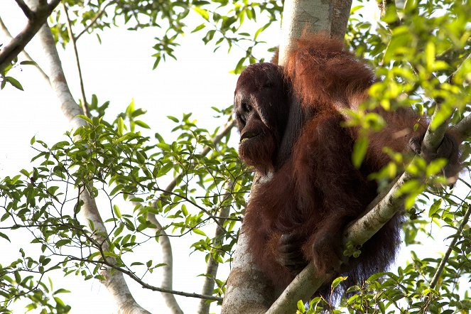 Terra Mater: Wilde Insel Borneo - Filmfotók