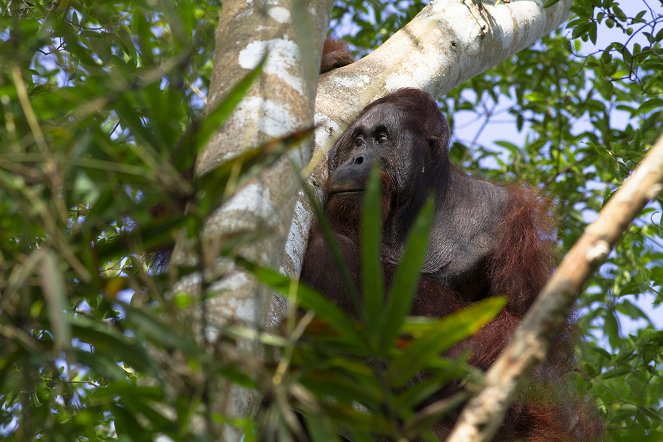 Borneo: Earth's Ancient Eden - Photos