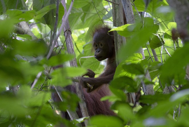 Terra Mater: Wilde Insel Borneo - Filmfotos