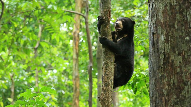 Borneo: Earth's Ancient Eden - Photos