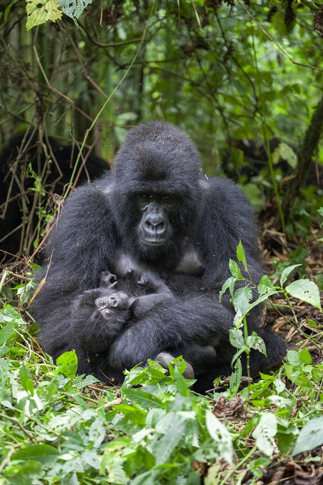 Primates - Überlebensstrategien - Filmfotos