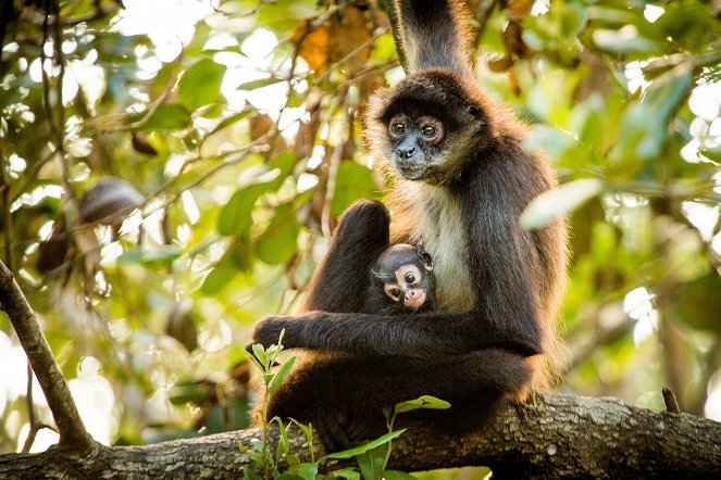 Primates - Überlebensstrategien - Filmfotos