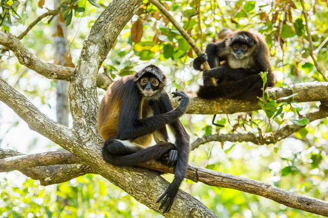 Primates - Secrets of Survival - Do filme
