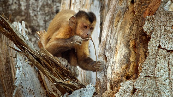 Primates - Secrets of Survival - Z filmu